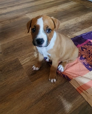 Pui amstaff de vânzare - imagine 3