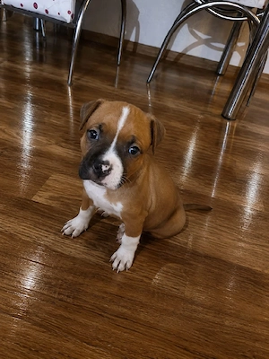 Pui amstaff de vânzare - imagine 5