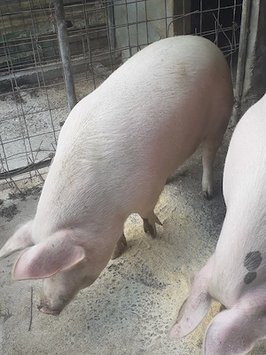 porc pentru sacrificat  - imagine 4