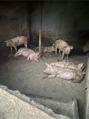 purcei de vanzare