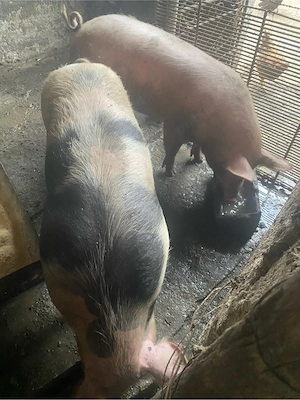 porci de vanzare - imagine 3