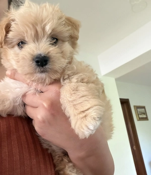 Maltipoo fetita - imagine 3