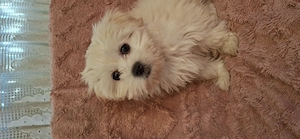 Bichon fetiță de vânzare - imagine 3