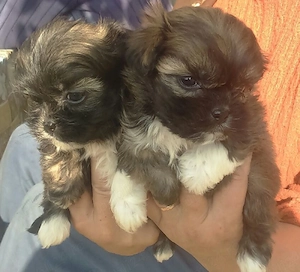 Fetita si baiat bichon - imagine 2