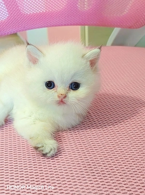 Baietel superb colorpoint cu pedigree