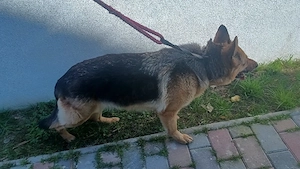 Femelă Ciobanesc German