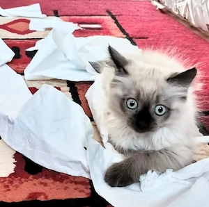 Ragdoll sex masculin