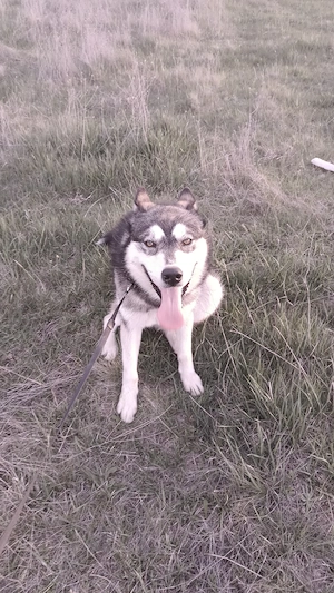mascul Husky Siberia x Câine Lup Cehoslovac  - imagine 3