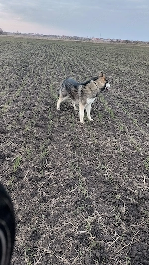 mascul Husky Siberia x Câine Lup Cehoslovac  - imagine 5