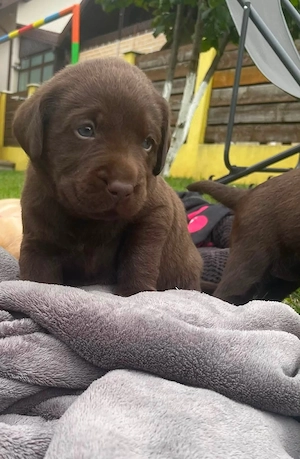 De vanzare pui Labrador Ritrivar! - imagine 5