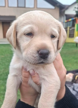 De vanzare pui Labrador Ritrivar! - imagine 2