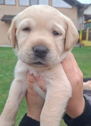 De vanzare pui Labrador Ritrivar! - imagine 3