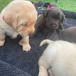De vanzare pui Labrador Ritrivar!