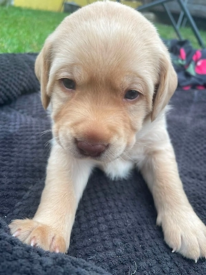 De vanzare pui Labrador Ritrivar! - imagine 4
