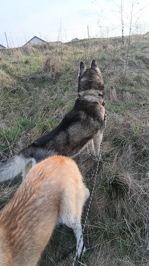 Femelă Husky Siberia  - imagine 4