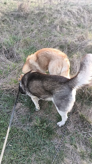 Femelă Husky Siberia  - imagine 5