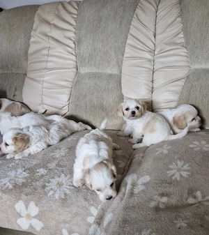 Puiuți de bichon de vânzare 