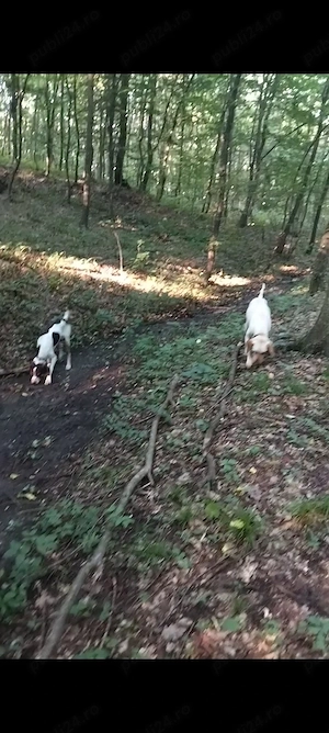 Labrador all 3 Sezon pentru Trufe Vand Labrador Trufe