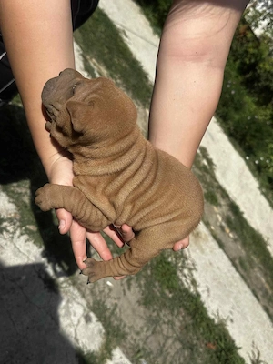 Vand pui catel Shar-pei - imagine 2