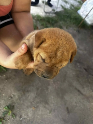 Vand pui catel Shar-pei