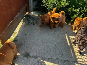 Vand pui catel Shar-pei - imagine 3