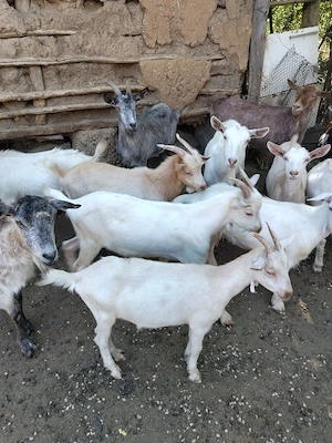Iezi de vânzare 