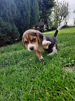 Beagle tricolor  - imagine 2