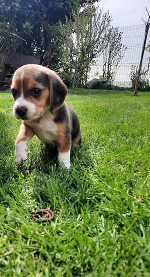 Beagle tricolor 