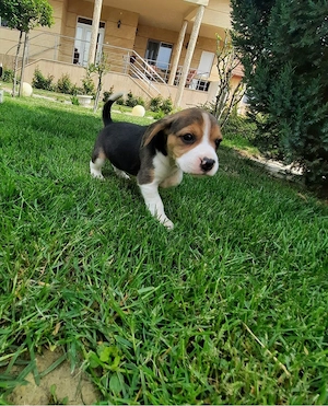 Beagle tricolor  - imagine 3