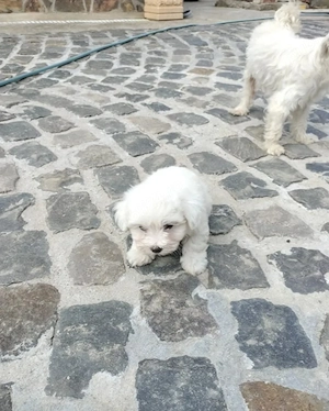 Pui Bichon - imagine 2