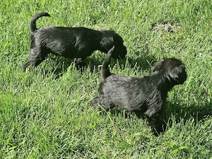 Donez Schnauzer pitic.  - imagine 2
