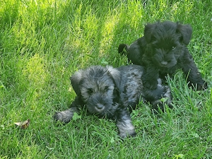 Donez Schnauzer pitic. 