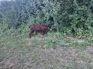 Vaca și vitel angus de doua luni - imagine 3