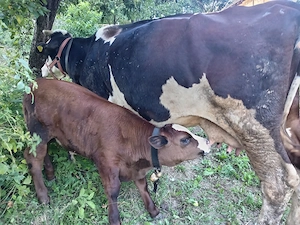 Vaca și vitel de 2 luni