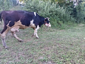 Vaca și vitel angus de doua luni - imagine 5