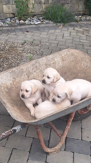 căței  labrador  - imagine 2