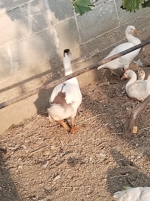 Boboci gâscă...... 