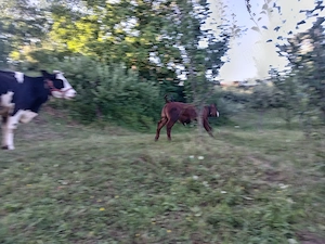 Vaca și vitel de 2 luni - imagine 3