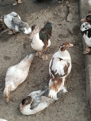 Boboci rata muta