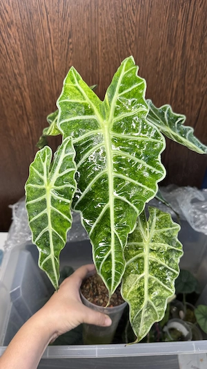 Caut loc de muncă în horticultură   îngrijirea plantelor - imagine 6