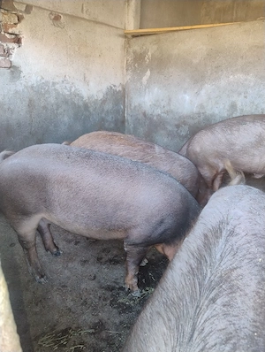 Porci de vanzare - imagine 2