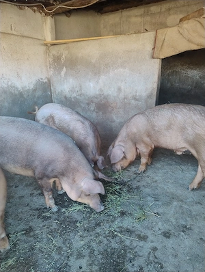Porci de vanzare - imagine 5