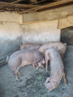 Porci de vanzare - imagine 3
