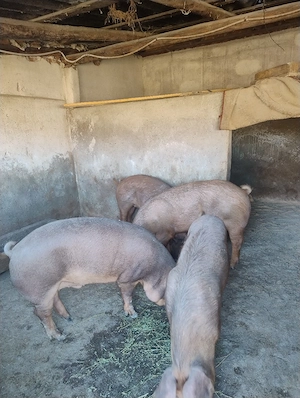 Porci de vanzare - imagine 4