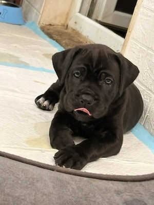 Pui Cane Corso.      - imagine 3