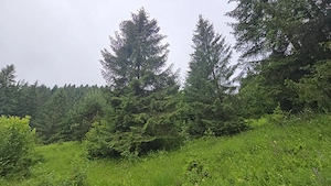 1 Ha teren Hangu Lacul Bicaz - imagine 7