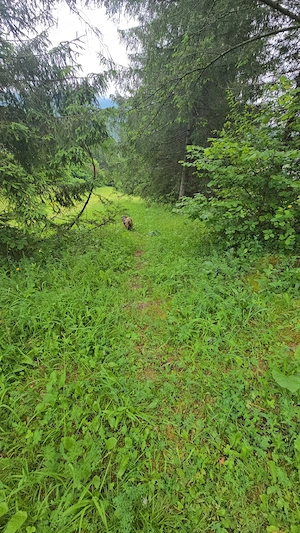 1 Ha teren Hangu Lacul Bicaz - imagine 10