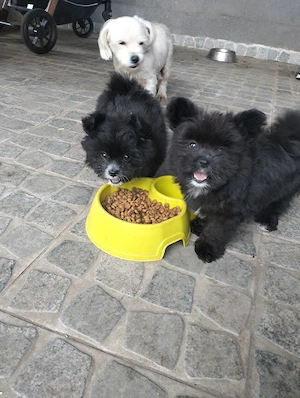 Vînd căței