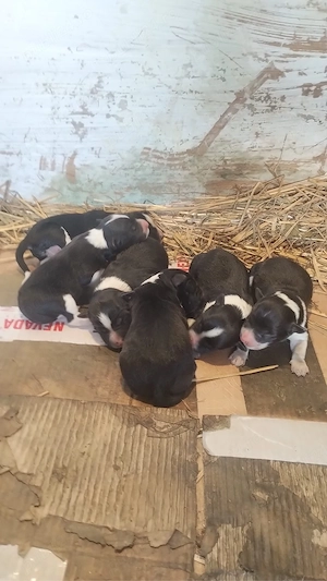 puiuti border collie citeste anuntul