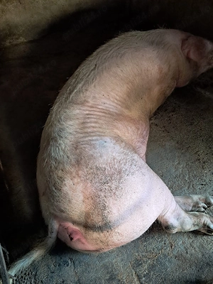Vand scroafa landrace 300-350 kg sau schimb cu baloti de lucerna 